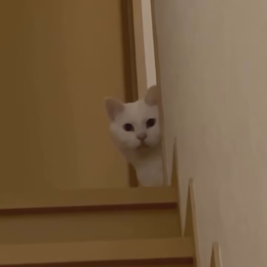 Vacuum Packing Machine